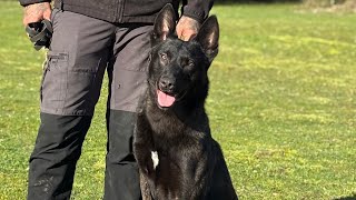 Miura Garcia practicing his back attack 💥 KNPV Dutch shepherd