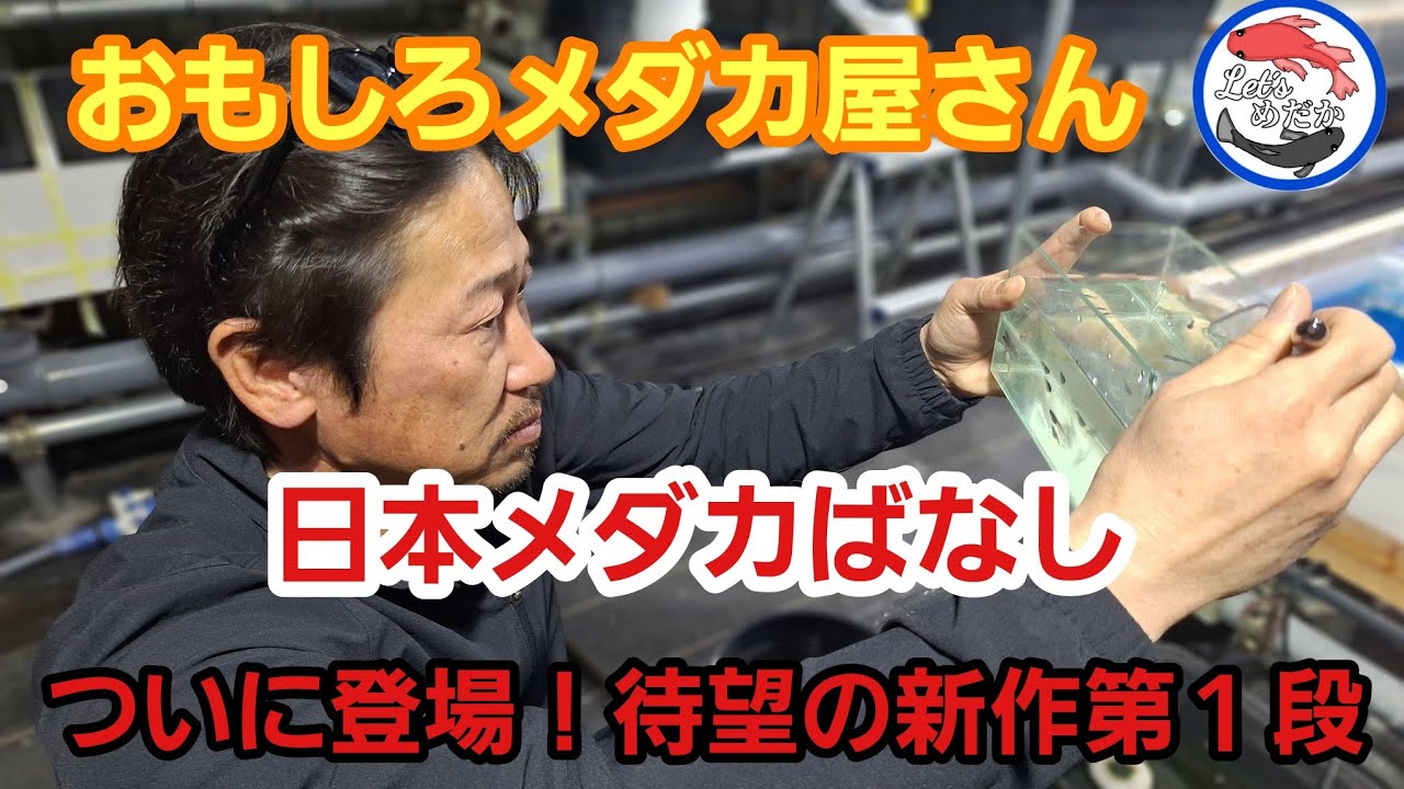 メダカ【椿希姫】 皆さん あけましておめでとうございます😊 今年初めてのめだか投稿