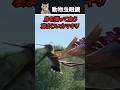 鳥を食うものすごいカマキリ