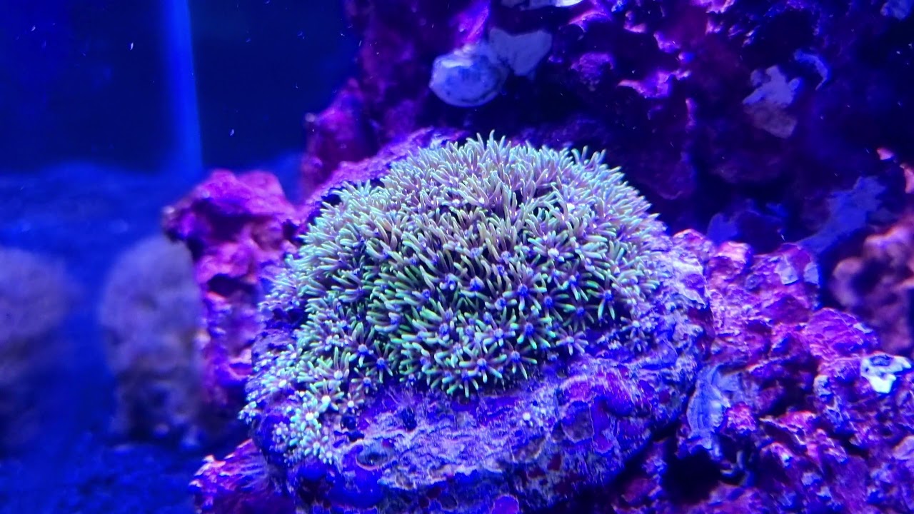 Briareum sp. Green keeps growing