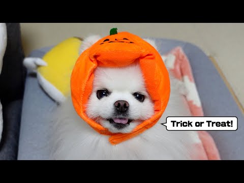 お菓子をくれないとイタズラしちゃうポメラニアン