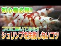 初心者必見‼シュリンプを失敗しないコツ‼ アクアリウム レッドビーシュリンプ