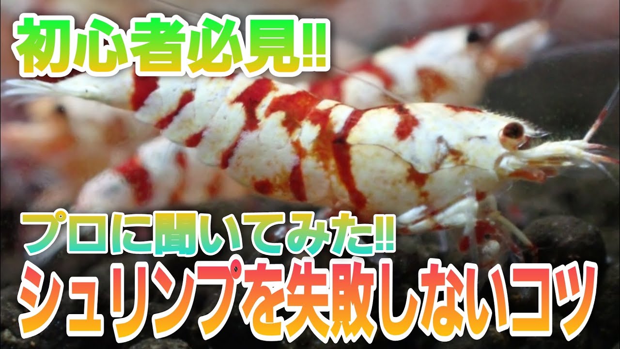 初心者必見‼シュリンプを失敗しないコツ‼　アクアリウム　レッドビーシュリンプ