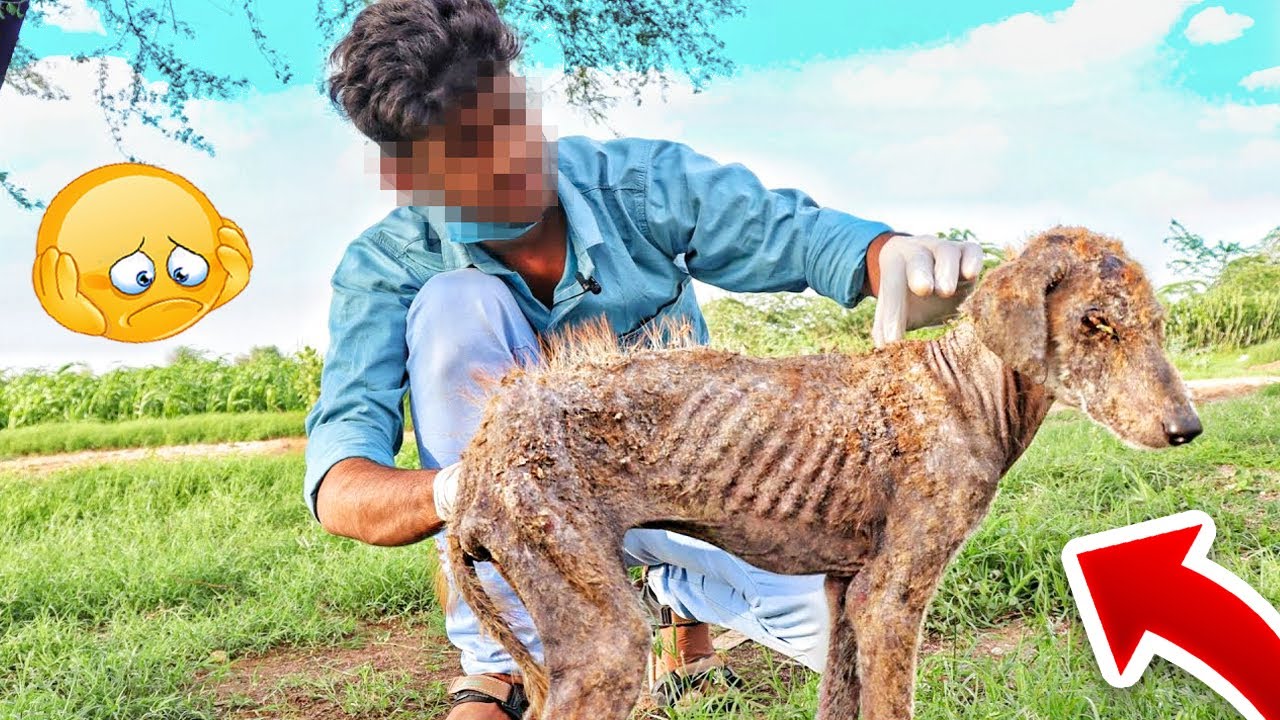 ESSE inscrito RESGATOU um CACHORRO ABANDONADO na FLORESTA