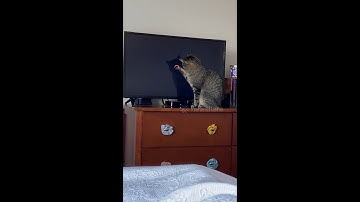 Stuck on paws: Cat left entranced by Netflix