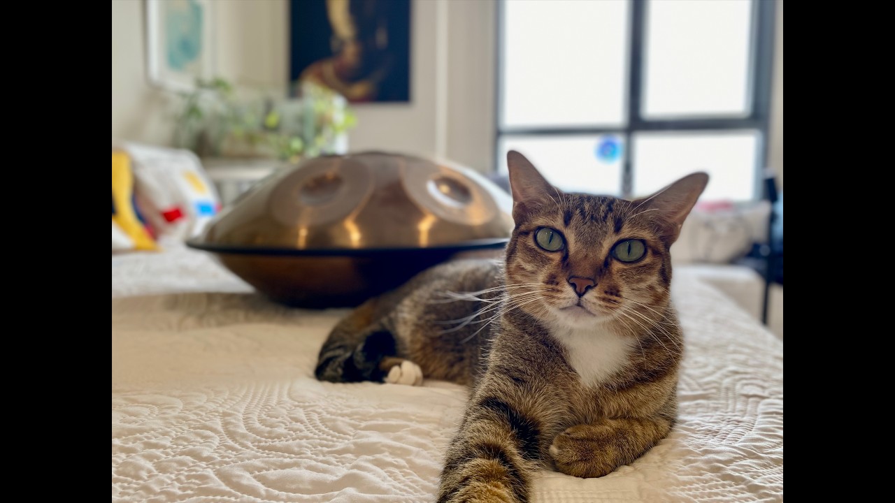 Calm Cats 🐾 , Gentle Notes | Paw & Pan