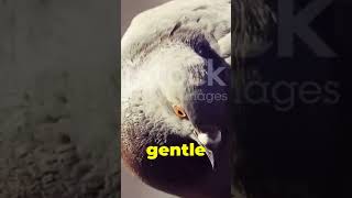 The Majestic Bukhara Pigeon: A Nature Documentary #BukharaPigeon #Documentary | Part 2 | Last Part