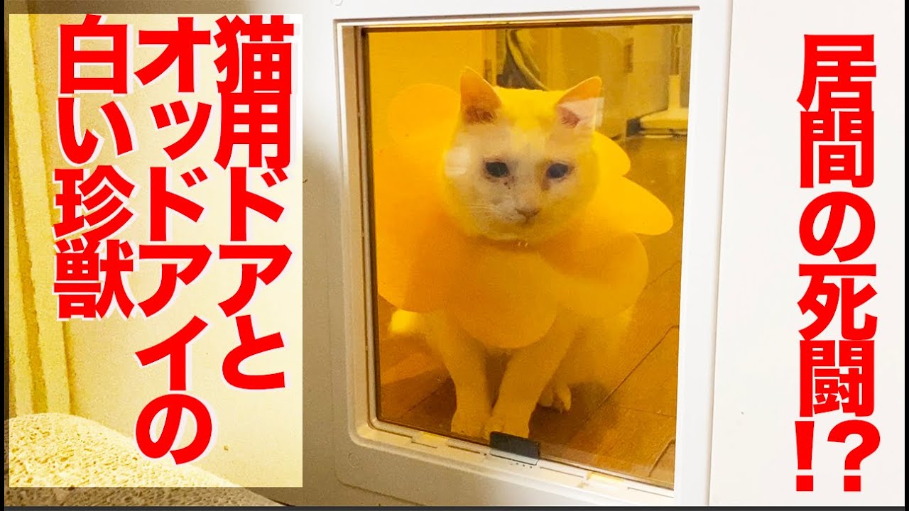 オッドアイの白い珍獣 猫用ドアと死闘を演じる The Odd Eye Cat And The Cat S Door Youtube