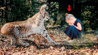 Just Look What The Lynx Did To The Childthe Parents Were Horrified