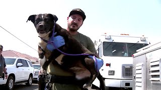 MCSO: 12 animals rescued from 'deplorable conditions' at Litchfield Park home