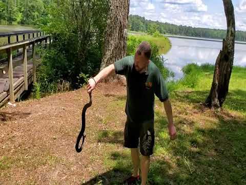 Shhh, look, there is a snake