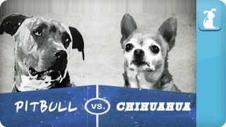 Pet Vs. Pet Rap Battles: Chihuahua Vs Pitbull