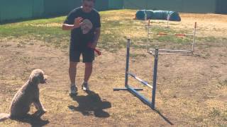 20150404 144614 Monkey's Agility Class 2 of 3 Make Up