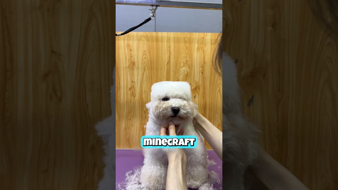 Катастрофа в центре ухода за собаками 