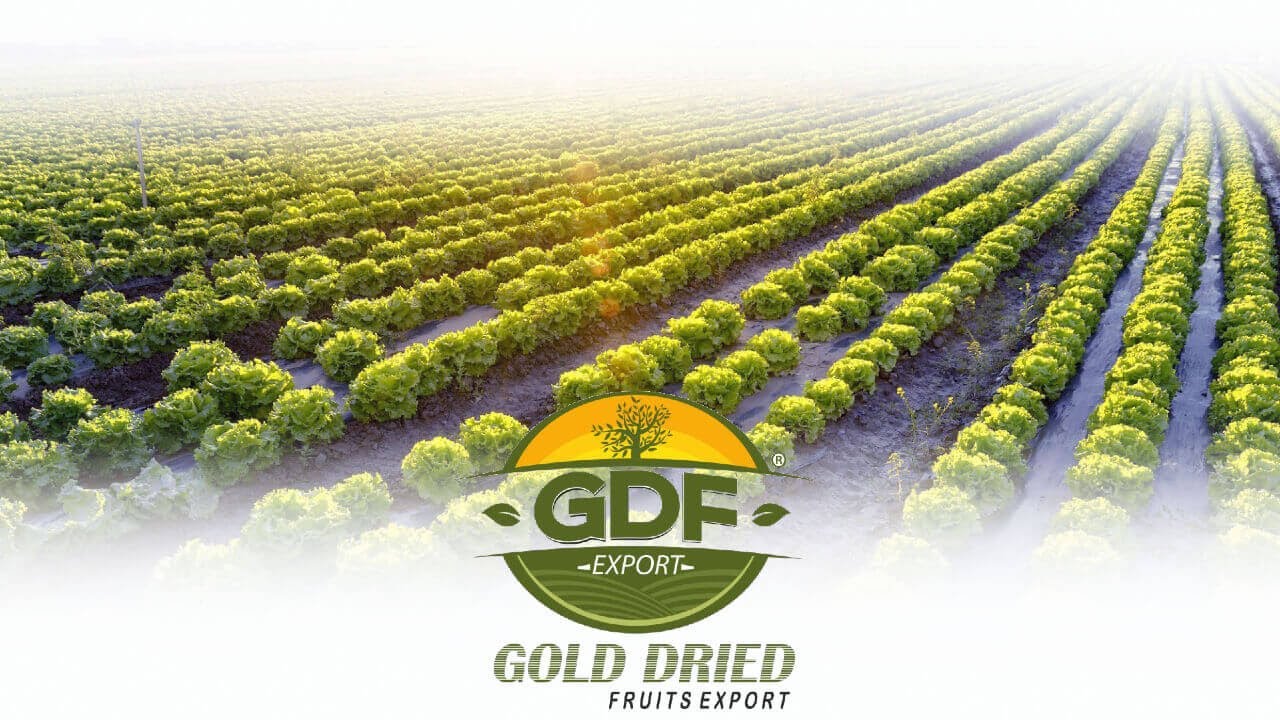 GOLD DRIED FRUITS агрохолдинг YouTube