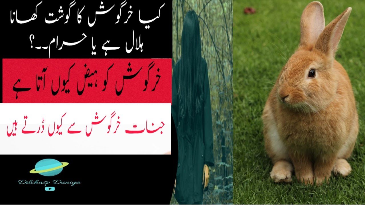 Amazing facts about Rabbit in Urdu/Hindi/Animal Documentary YouTube