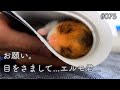 【凍死寸前】ハムスターの冬眠は低体温症..？お願い..目を覚まして...Hamsters do not hibernate