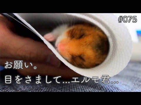 ハムスターが冬眠状態に！原因と正しい対応法