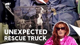 Tia Rescued Abandoned Puppy Tied Up in a Cage | Pit Bulls & Parolees S4 Ep13 | Animal Planet