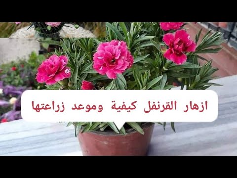 كيفية زراعة ازهار القرنفل موعد زراعة القرنفل