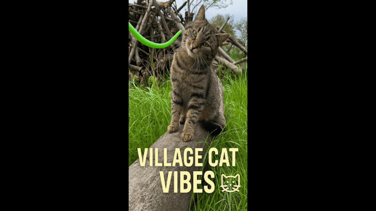 Village Cat Vibes 🐾 Relaxing Countryside ASMR 😺 Calm, Purr & Nature Sounds 