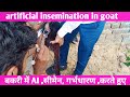 बकरियों में AI, कृत्रिम गर्भाधान कैसे करें | बकरी में सीमेन | goat farming | goat AI breeding
