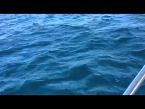 Shark surfaces in WA