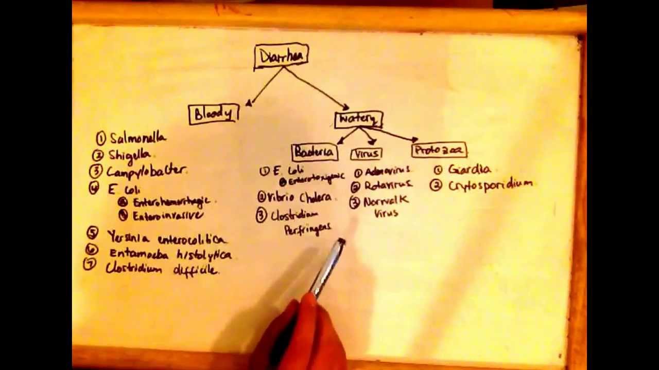 Diarrhea - organisms that cause bloody and watery diarrhea - YouTube