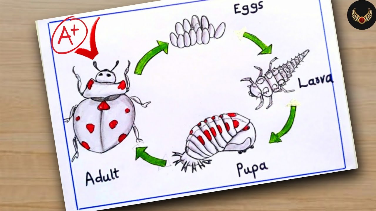 Diagram of a ladybug / How to draw a life cycle of a ladybug step by ...
