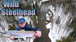 Wild Steelhead on the Fly ( Brule River Opener 2024 )