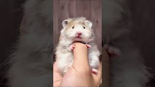 Trại bọ ú Bông #guineapig #bọú #chuộtlang #thỏ #thỏhàlanlun #ND #hamster #chuộthamster #hamsertangto