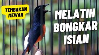 MURAI BATU GACOR FULL ISIAN TEMBAKAN MEWAH AMPUH MELATIH MURAI BATU BONGKAR ISIAN