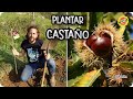 Como Y Cuando Plantar Un CASTAÑO : Cuidados Y Necesidades De Este Árbol || La Huertina De Toni