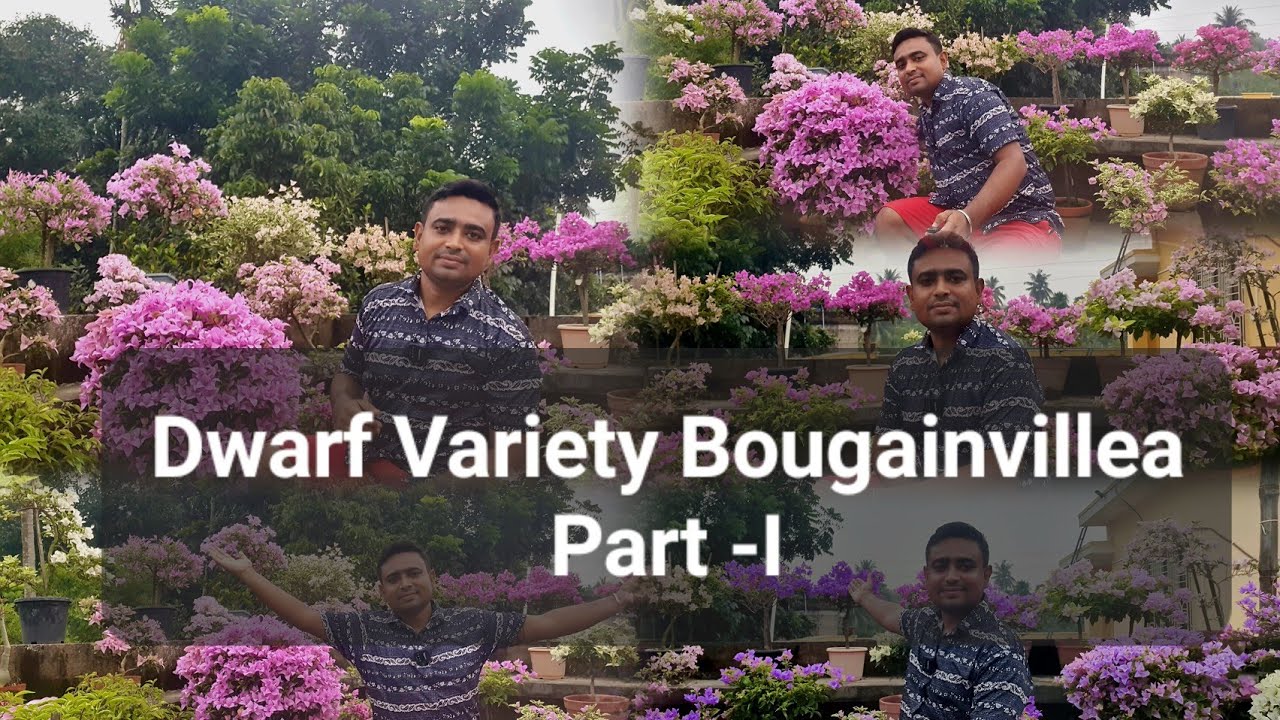 Some Dwarf Variety Bougainvillea, Part - I