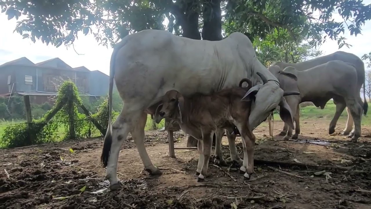 The mother is white, but the child is red.