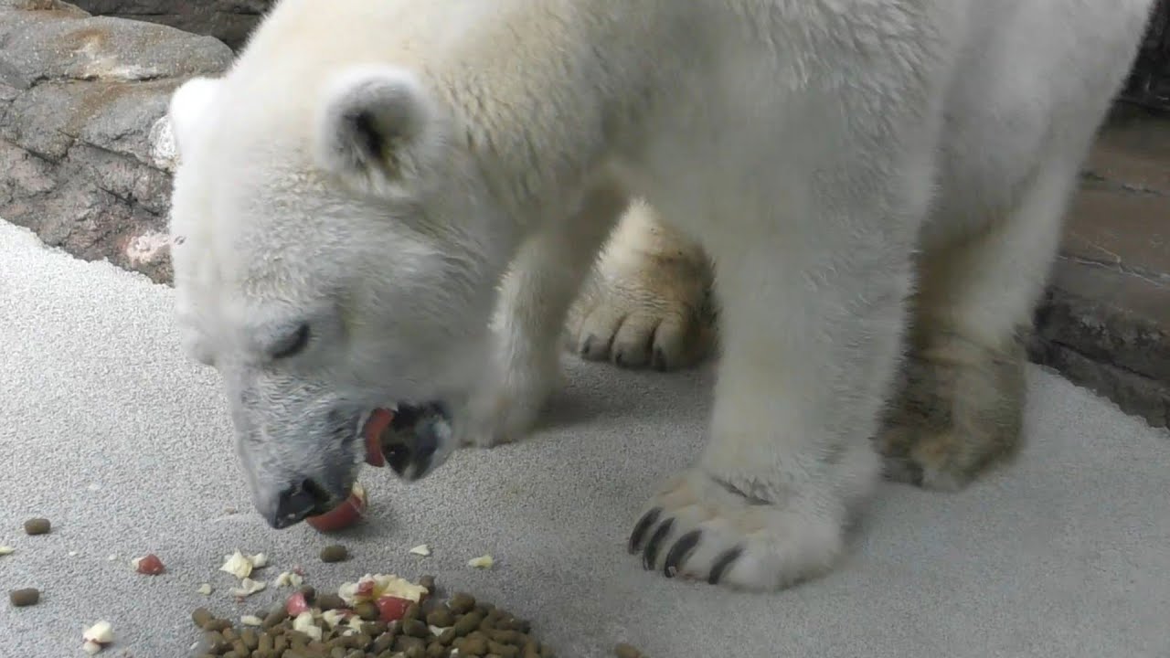 しろくまピースのマグロ＆りんご３個付きおやつ♪とべ動物園にて