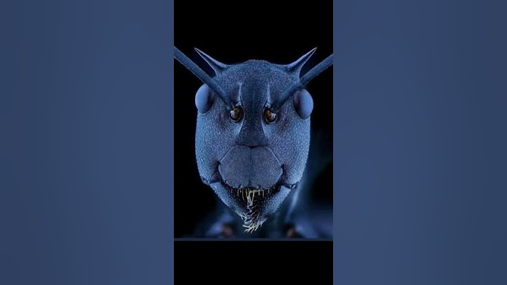 Böceklerin Yakından Görünüşü #böcek #youtubeshorts #shortvideo #tuhafbilgiler #shorts #tuhaf