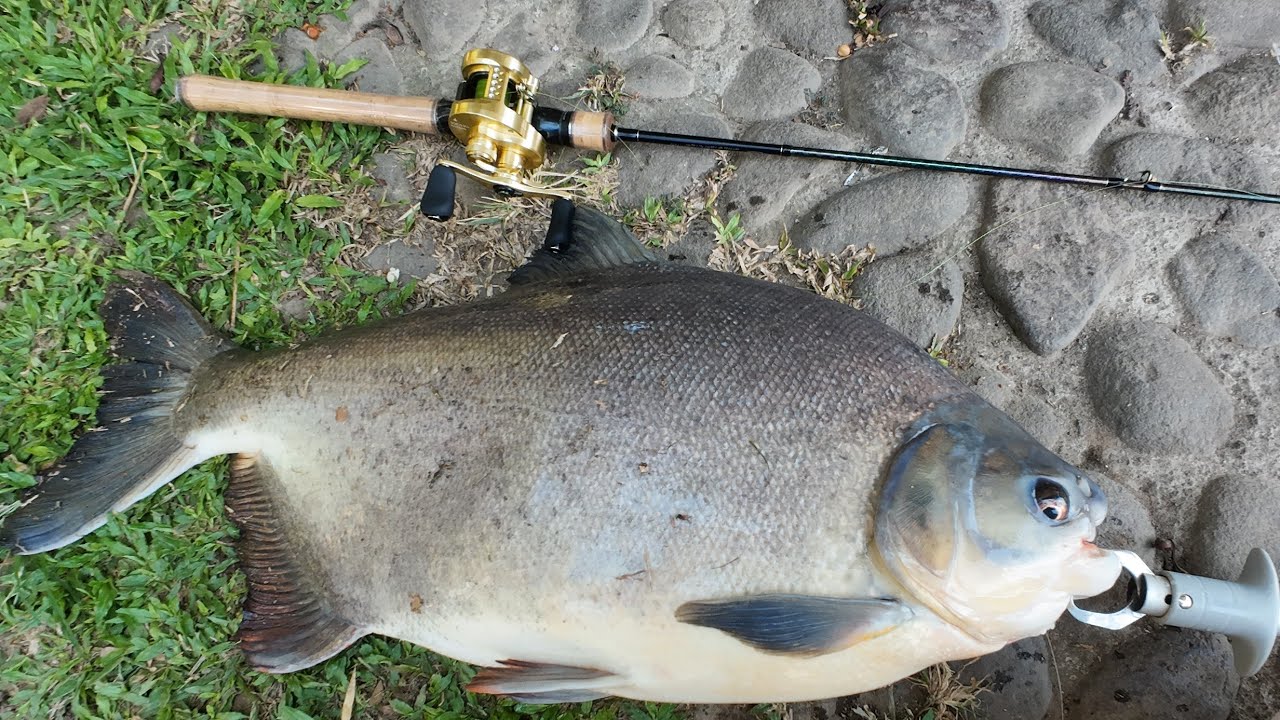 Monster Pomfret Showdown! 8KG Catch on Light Gear | Joran Paling Sultan di Bumi