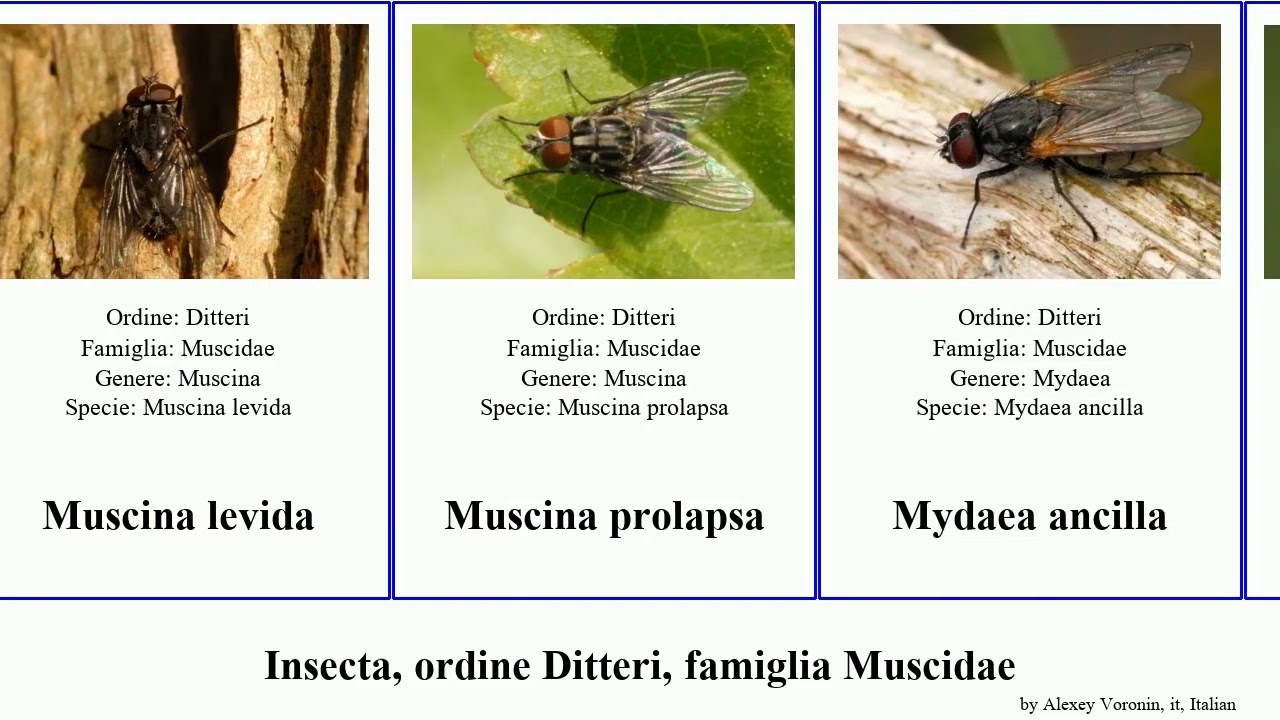 Insecta, ordine Ditteri, famiglia Muscidae coenosia phaonia spilogona helina morellia clara sinica