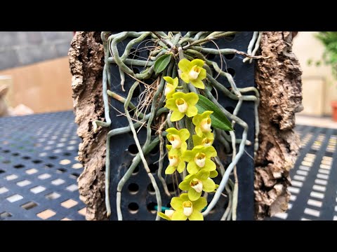 Video: Orchidea, Kvitni