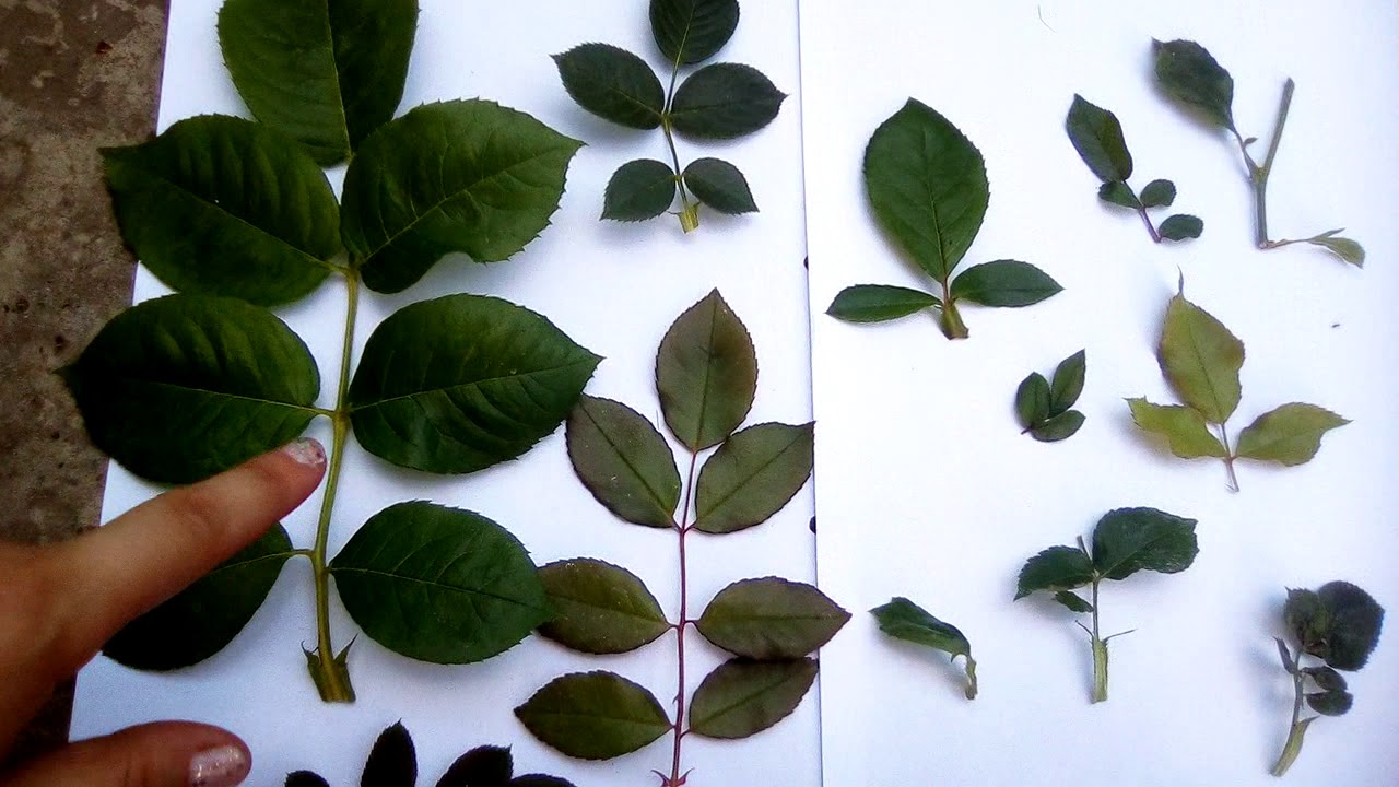 Семядольные листья у перца пикировка. Два настоящих листа. Росточки рассады помидор. Что такое пикировка рассады помидоров. Что такое семядольные листочки у рассады помидор.