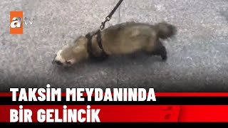 Gelinciği Taksim’de Gezdirdi - Atv Haber 17 Ocak 2022