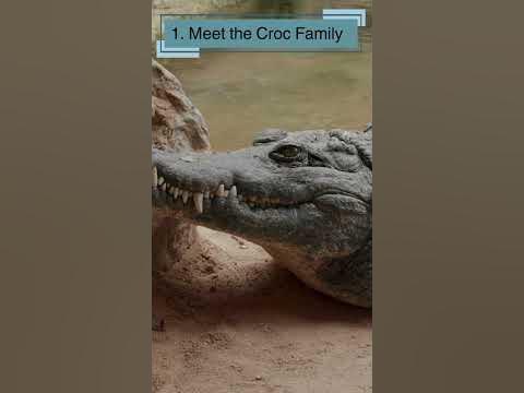 Crocodile: 10 Awesome Facts for Curious Kids - YouTube
