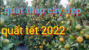 Quất tết dáng tháp siêu đẹp quả sai bán quất tết 2022, giá quất tết 2022 liên hệ trực tiếp nhà vườn