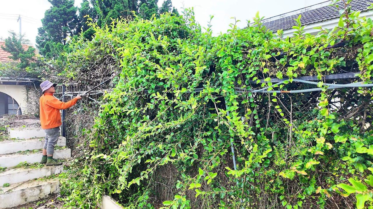 100 Giờ Dọn Dẹp Ngôi Biệt Thự Cổ Thời Pháp Tại Đà Lạt (Phần 2)