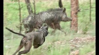 Chasing Giants: Extreme Wild Boar Hunts in Australia’s Outback | Join the Chase