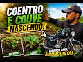 Plantei Coentro e Couve e Já Estão Nascendo 😱🌿 Minha Nova Conquista!