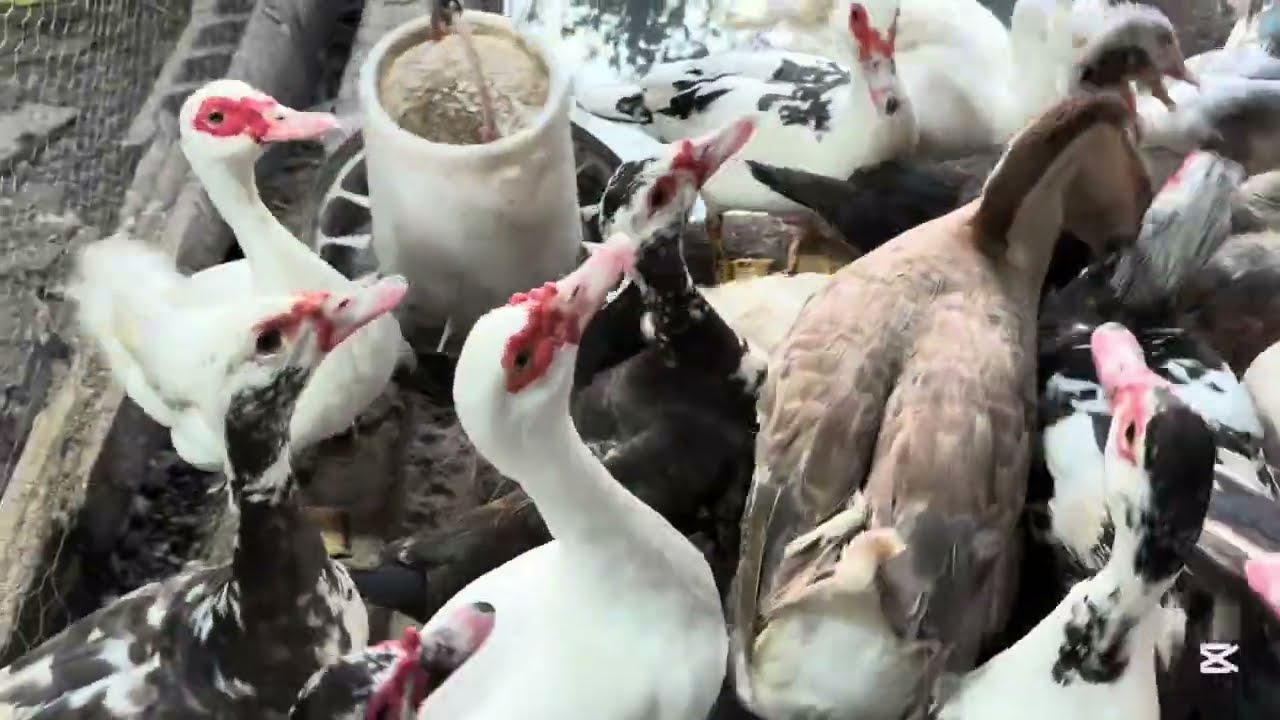 Animales de granja ##vidaconplumas 🐓 🦃 🦆 🕊️ 