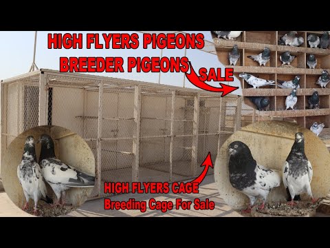 High Flying Pigeons Cage|Breeder Cage Sale Teddy|Sialkoti Breeders|UAE