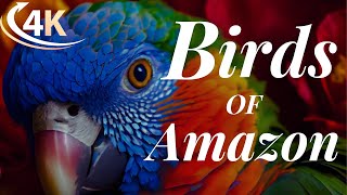 Birds🦌of Amazon 4K - Birds That Call The Jungle Home Relaxation Discovery Film
